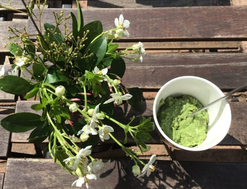 Pesto lavet af den tidlige salvie og valnødder